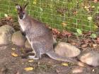 Weibliches Wallaby Bennett Känguru von 2025 zu verkaufen